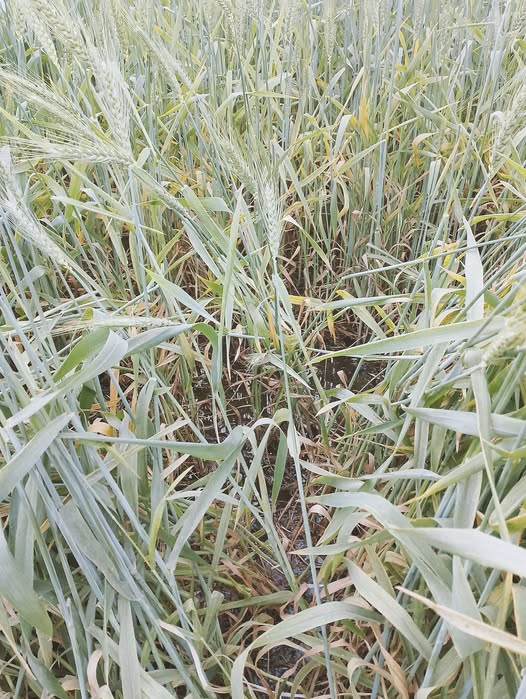 ممكن التشخيص والعلاج